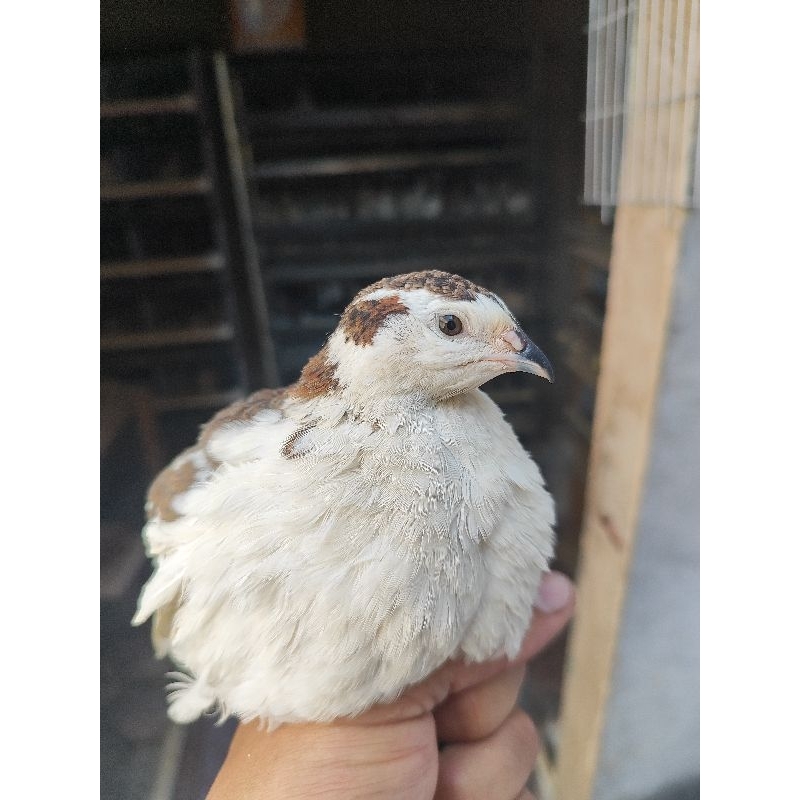 O que é Codorna Gigante Cores? Guia e Onde Comprar | BuscaProdutos