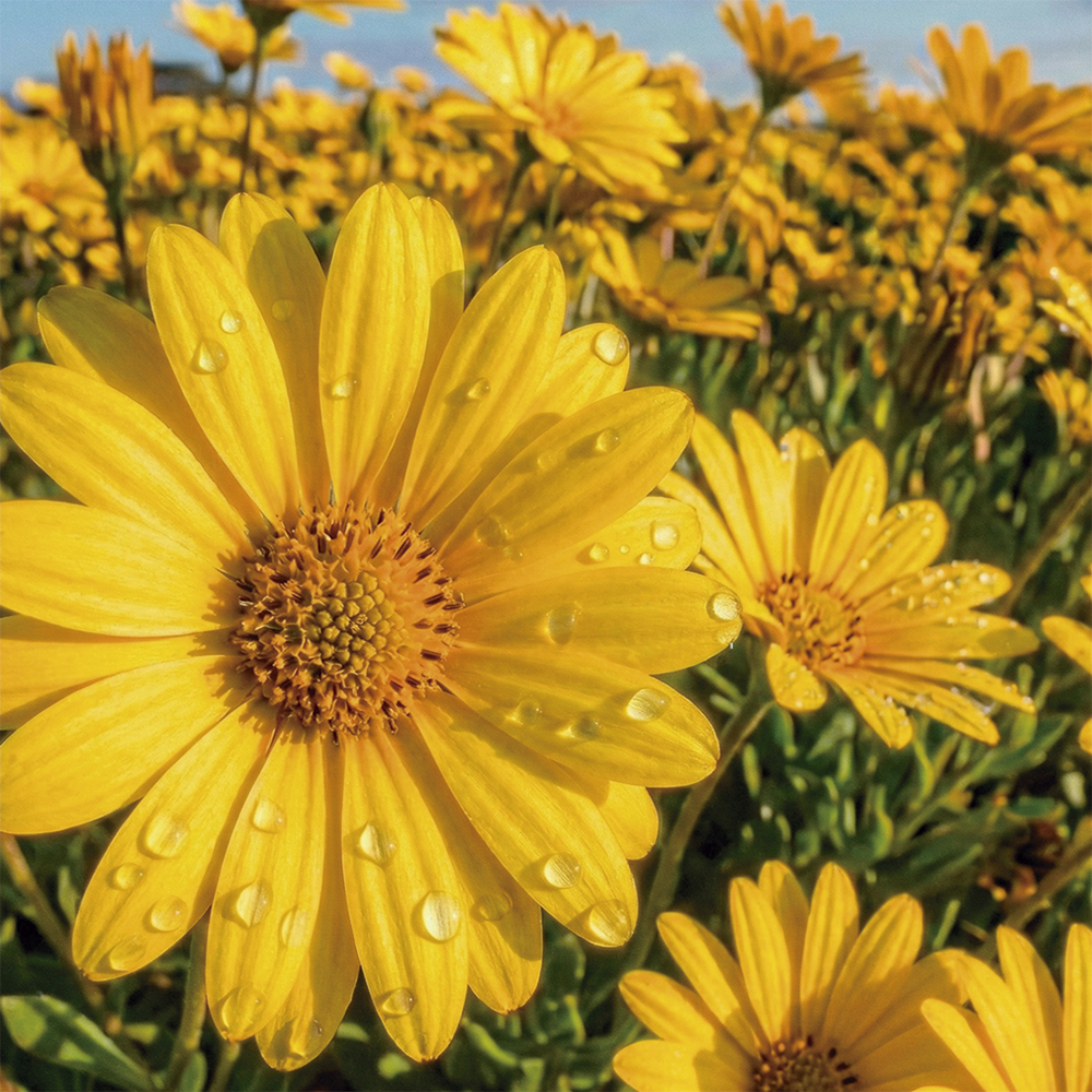 Margarida Amarela Africana Gigante 200 Sementes