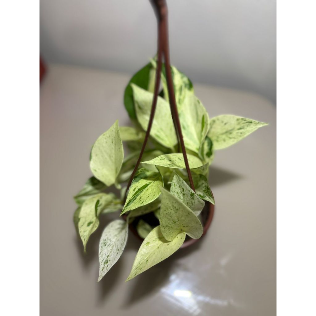 Jibóia Branca Variegata  Marble Queen  Cuia 13