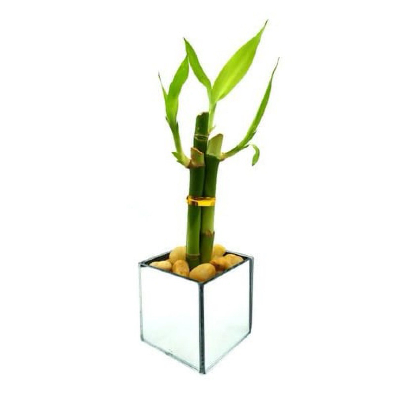 vaso quadrado espelhado 8x8x8 Cachepot para Arranjo decoração festa formatura casamento ambiente em geral