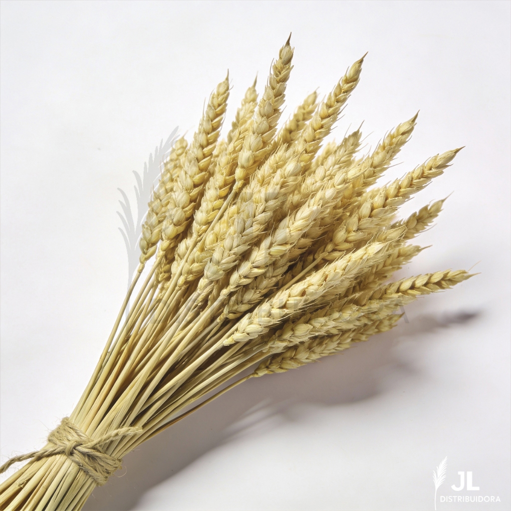 30 Trigos Seco Para Decoração Elegante Ceia Igreja Mesa Sala de Jantar Farmhouse em Oferta na Shopee