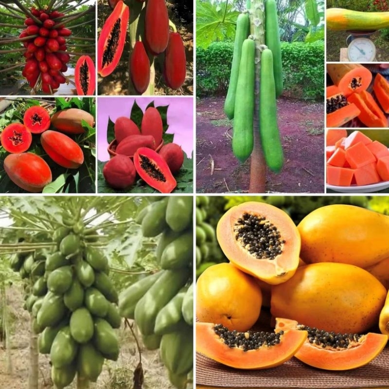 Kit de Sementes de 4 Tipos de mamão - Gigante, Papaia, Vermelho Gigante & Metro Gigante em Oferta na Shopee