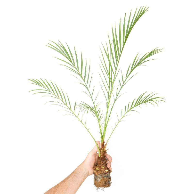 1 Palmeira Fenix de 40cm cheia e grossa