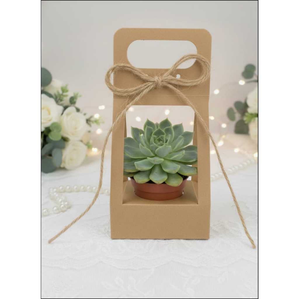 Embalagem kraft Aberta para suculentas, cactos, Kalanchoe kit com 100 unidades com sisal