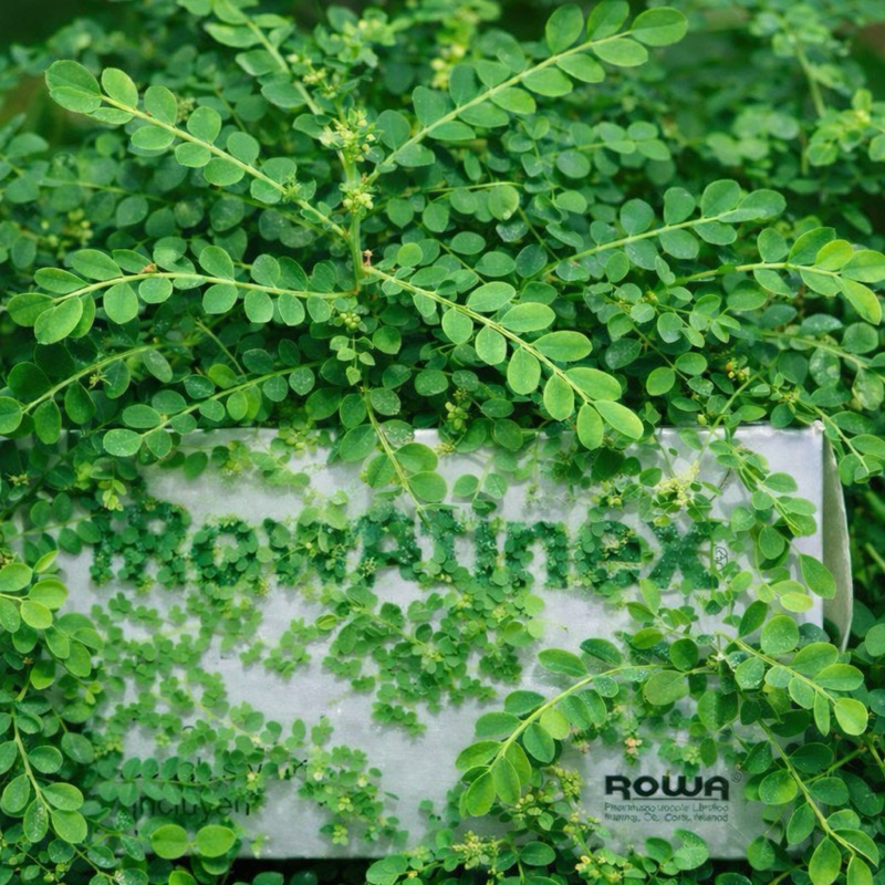 Rwt quebra pedra em Oferta na Shopee