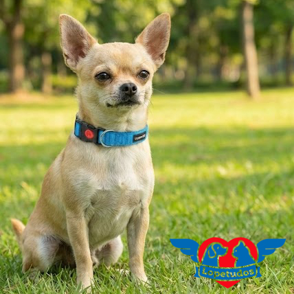 Coleira Pet Lopetudos Steadfast1, P, Azul, LP-CLSF-PBL