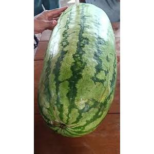 100 Sementes De Melancia Gigante Carolina Cross