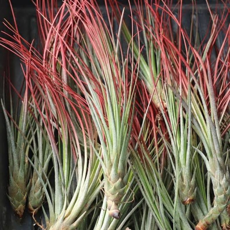Tillandsia Juncea