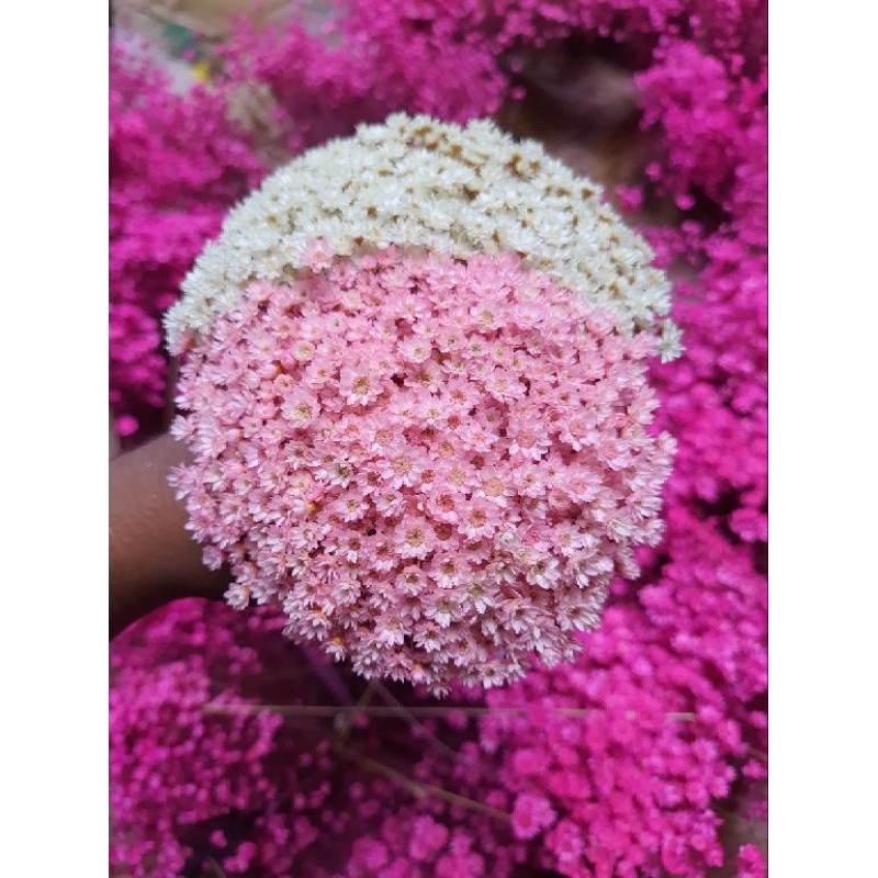 Flor Sempre Viva Premium / Cor Rosê / kit com até 1.500 flores secas/desidratadas