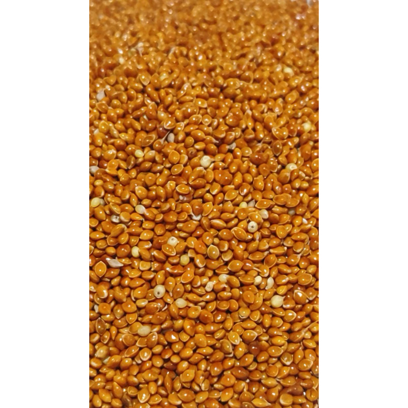 Painço Vermelho para Pássaros - 1k em Oferta na Shopee