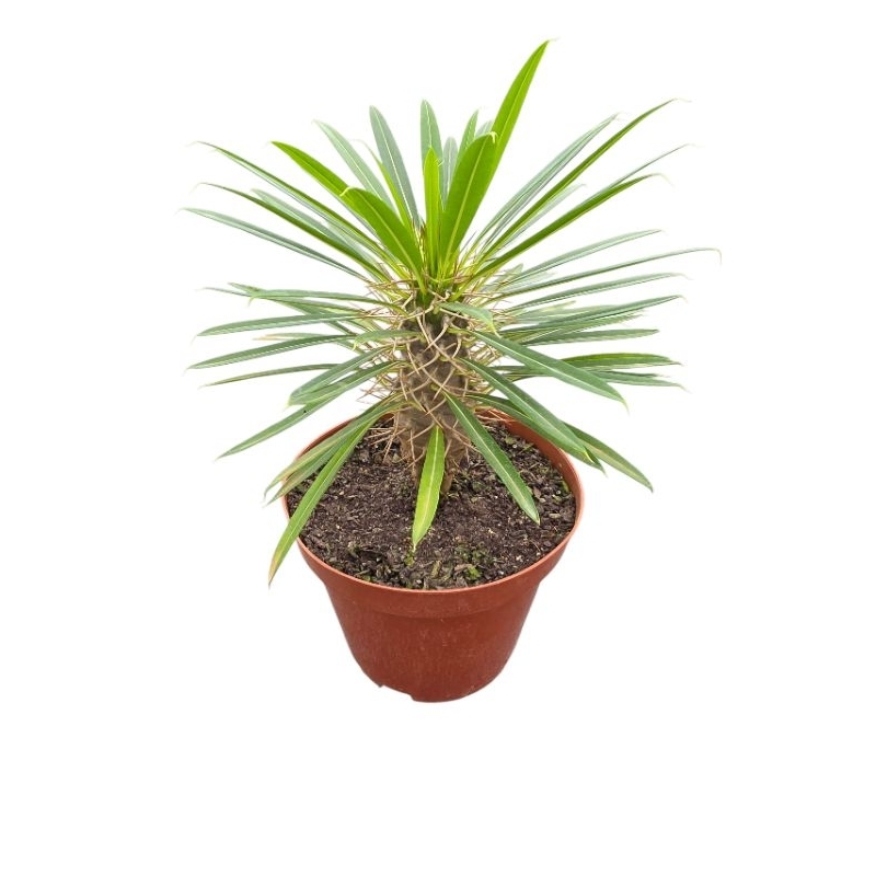1 Muda Palmeira De Madagascar Pachypodium Lamerei Sol Pleno
