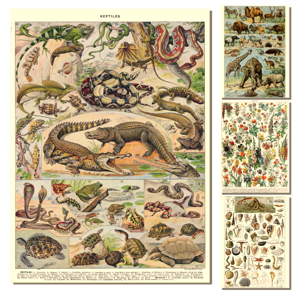 10 Poster Biologia Vintage – Répteis Mamíferos Aves Botânica Flores Peixes Adolphe Millot