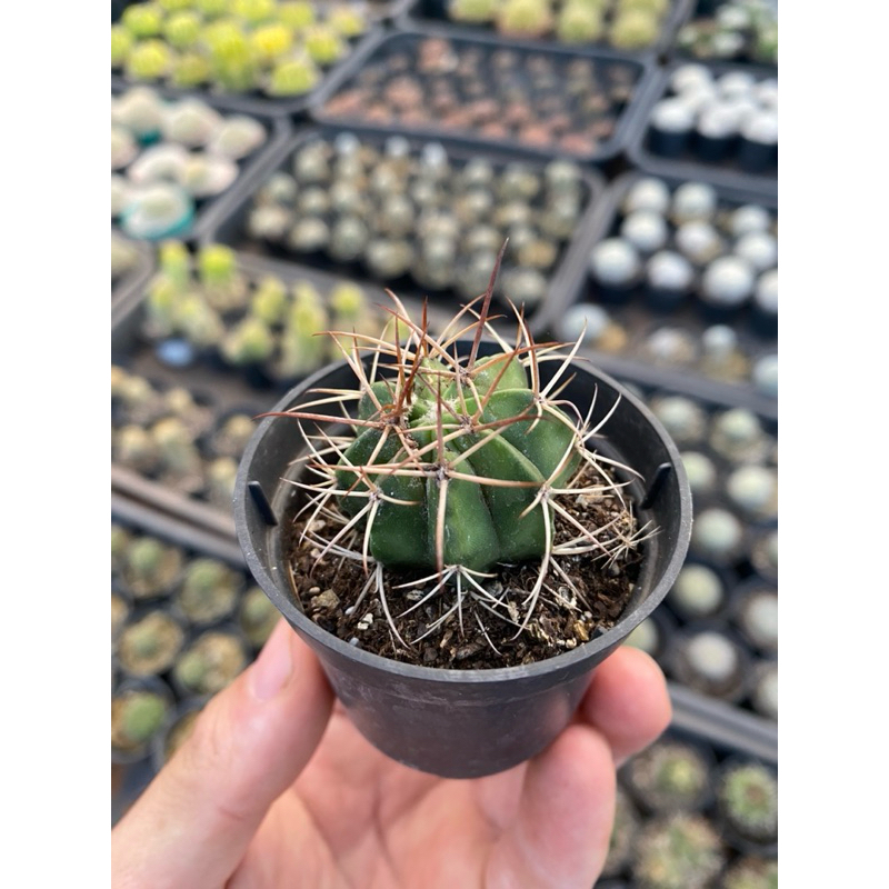 Cactos Coroa de Frade