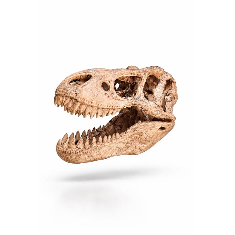 Crânio Decorativo de Tiranossauro Rex (T-Rex) – Réplica Realista Fossilium Atelier