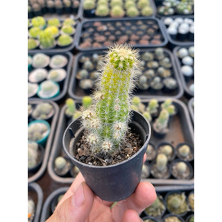 Cactos Variegata Amarelo em Oferta na Shopee