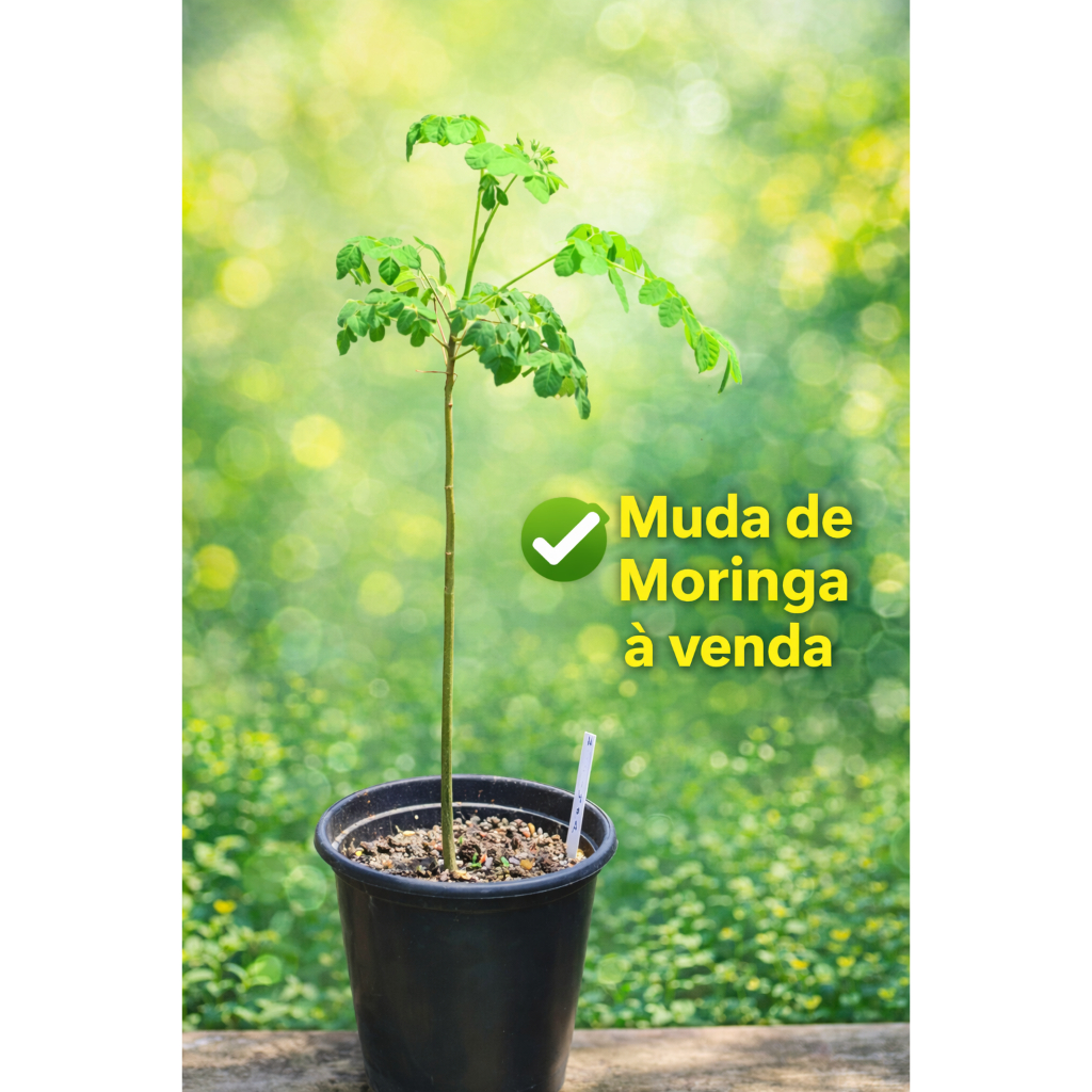 Muda de Moringa – A Planta Mais Nutritiva do Mundo Muda de Moriga Oleifera .