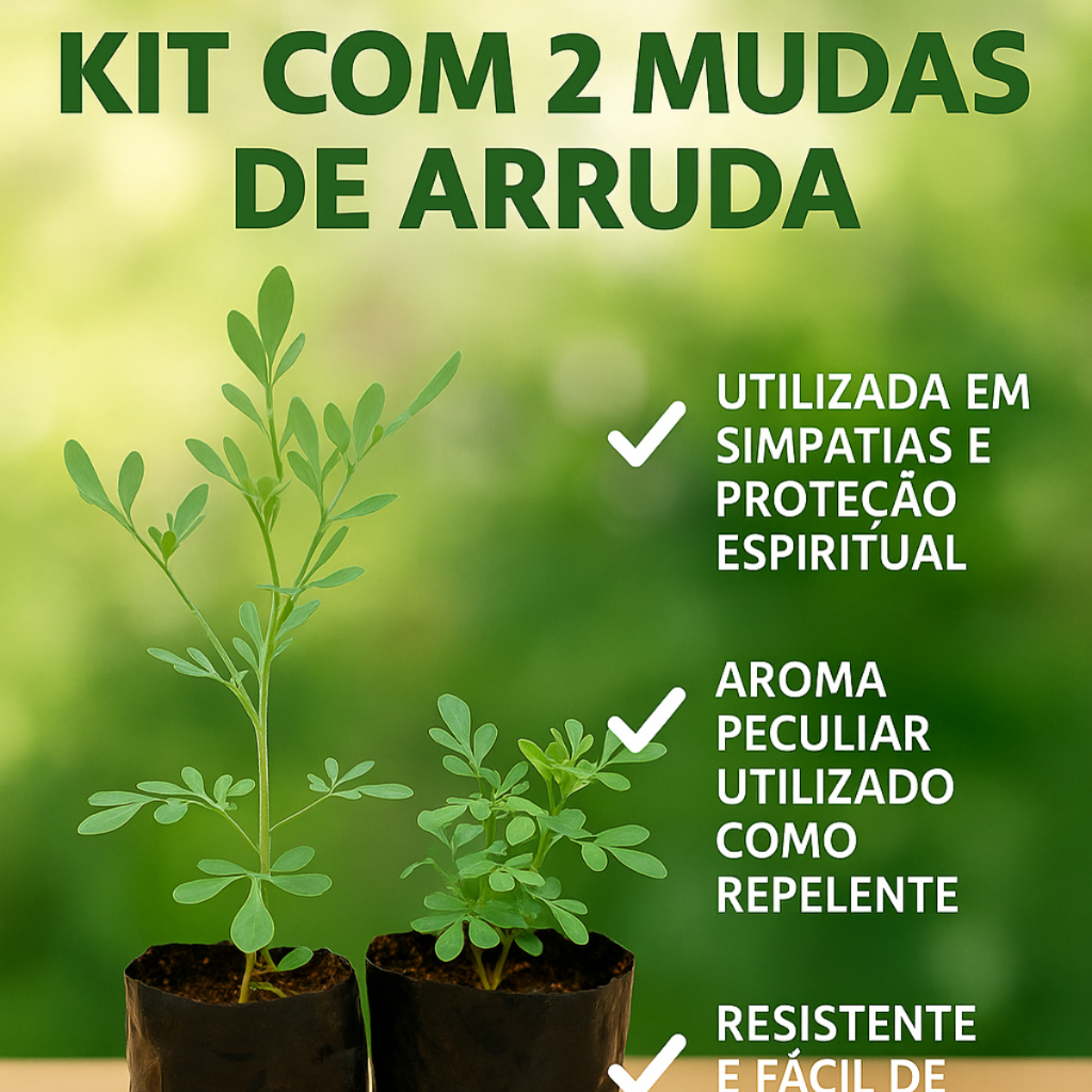 2 Mudas Vivas de Arruda Ideal Para Vasos Canteiros Hortas Caseiras Aromática Resistente Casa