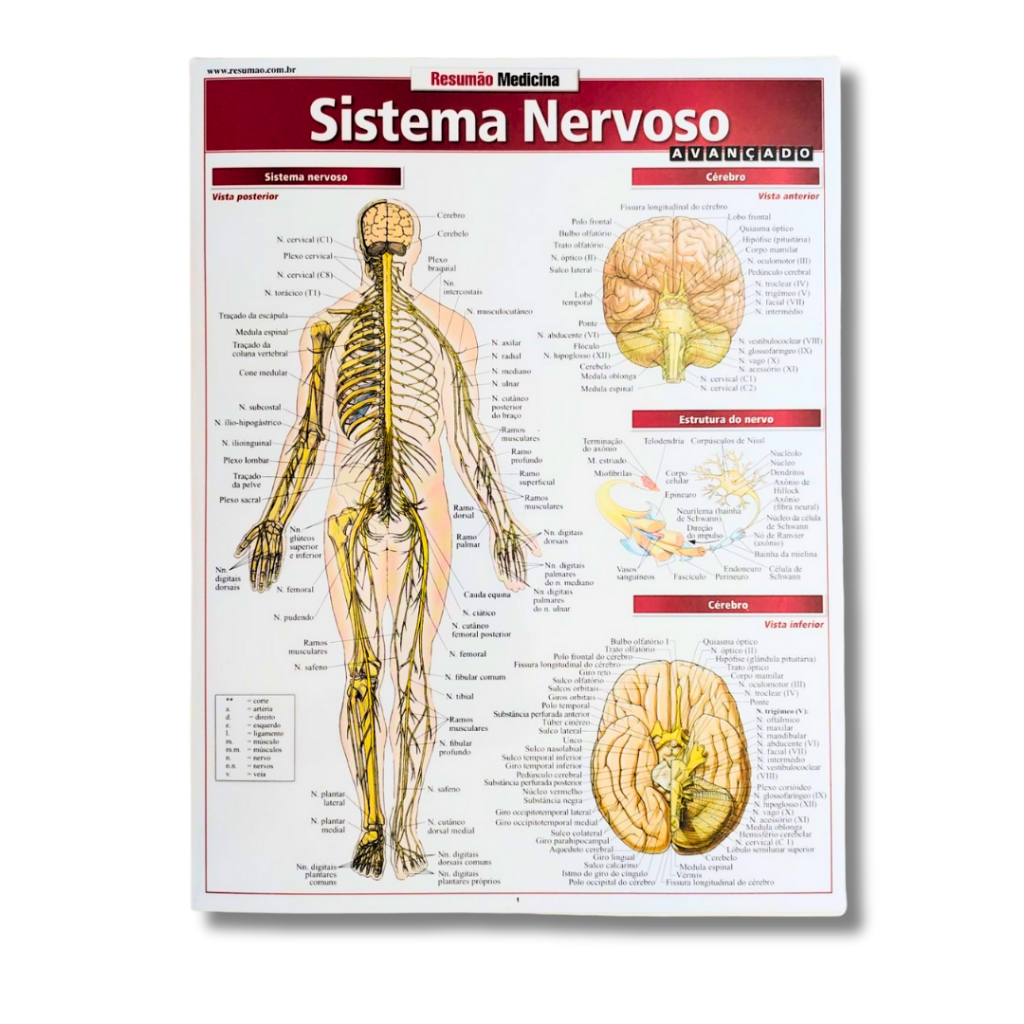 Lâminas Educativas Resumão | Tabela Periódica, Anatomia, Astronomia, Ioga (USADO)