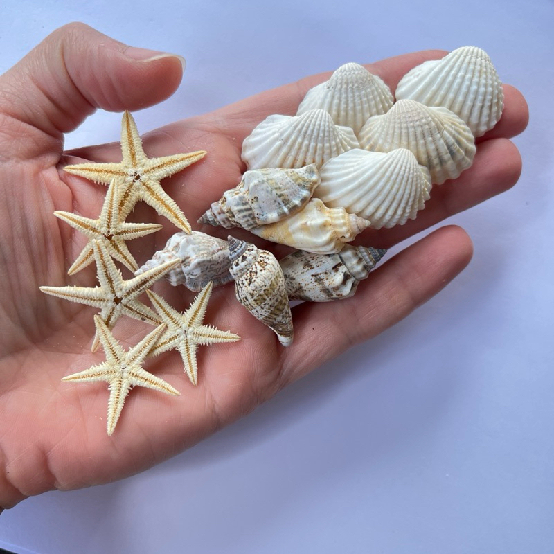 Kit aquário 5 estrelas do mar, 5 conchas mescladas 5 conchas branca, decoração aquário, aniversário fundo do mar, sereia em Oferta na Shopee