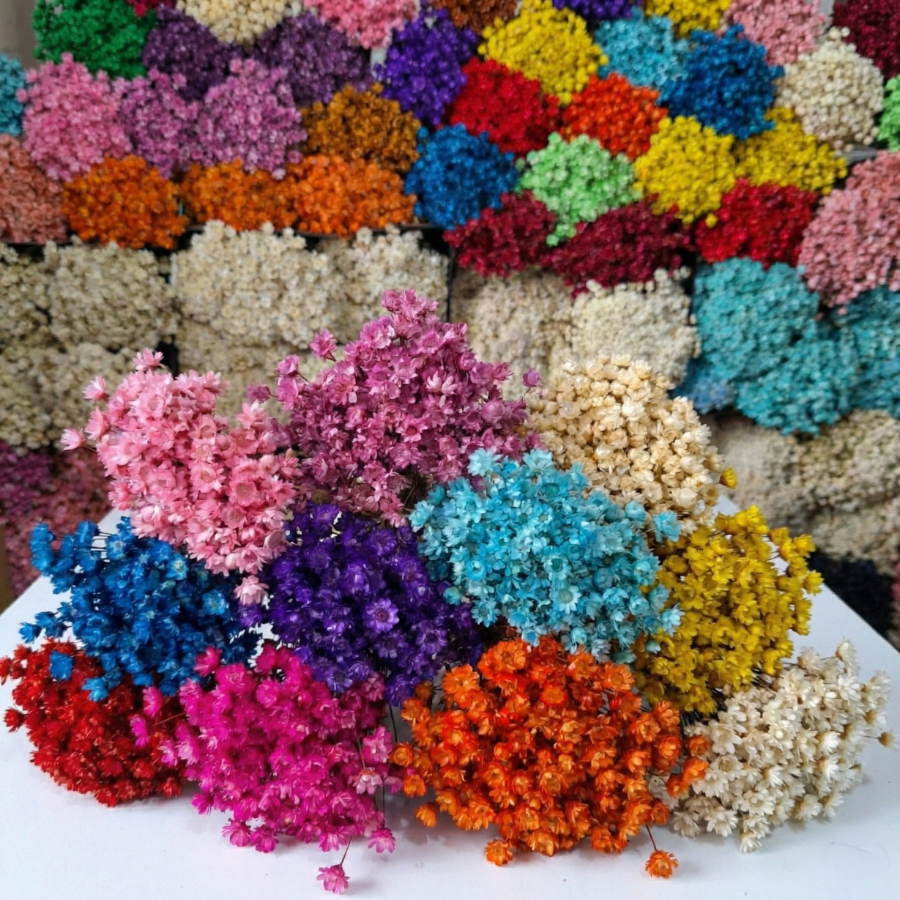 Flor Sempre-Viva Premium 200/400/800 | Flores Desidratadas para Decoração e Arranjos em Oferta na Shopee