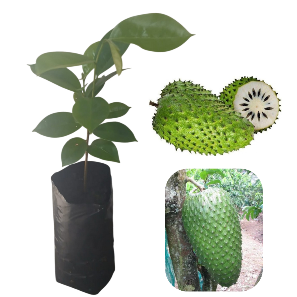 Muda De Graviola Gigante (variedades De Fruto Muito Grande)