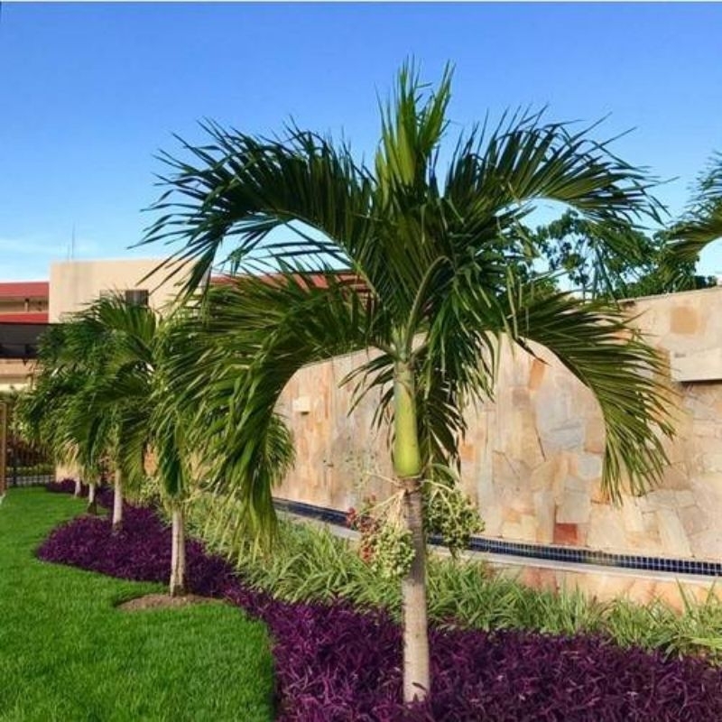 Mudas de palmeira Veitchia merrilii 03 unidade de 30 a 40 cm