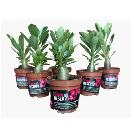 Kit 6 Sementes GERMINADAS de Rosa Do Deserto Sortidas Simples, Duplas ou Triplas Pote 06 em Oferta na Shopee