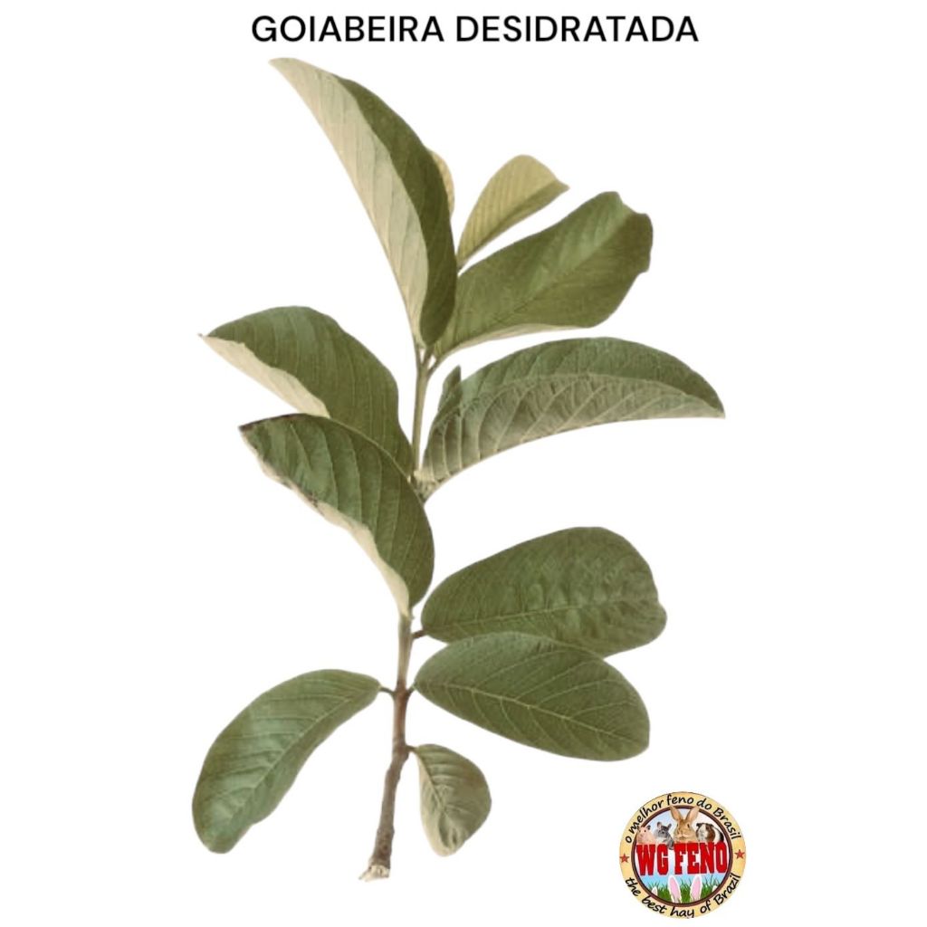 Folhas de GOIABEIRA 100% Natural Desidratadas para Coelhos e roedores.