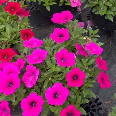 Petúnia Rosa Pink – Flores Vibrantes | 20 Sementes Premium