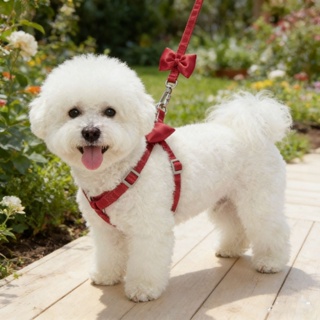 Coleira Peitoral Luxo Anti Puxão e Guia para Filhote E Gatos Regulavel Super Confortavel em Oferta na Shopee