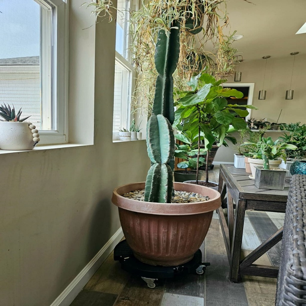 Suporte Vaso Carrinho Planta Ombrelone Guarda-Sol Lixeira com Rodinhas Suporta até 200kg