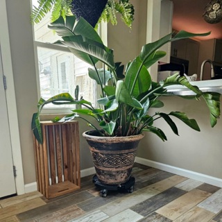 Suporte Vaso Carrinho Planta Ombrelone Guarda-Sol Lixeira com Rodinhas Suporta até 200kg em Oferta na Shopee