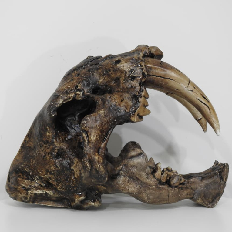 Crânio de Tigre-Dente-De-Sabre-Decorativo - Réplica Em Tamanho Real