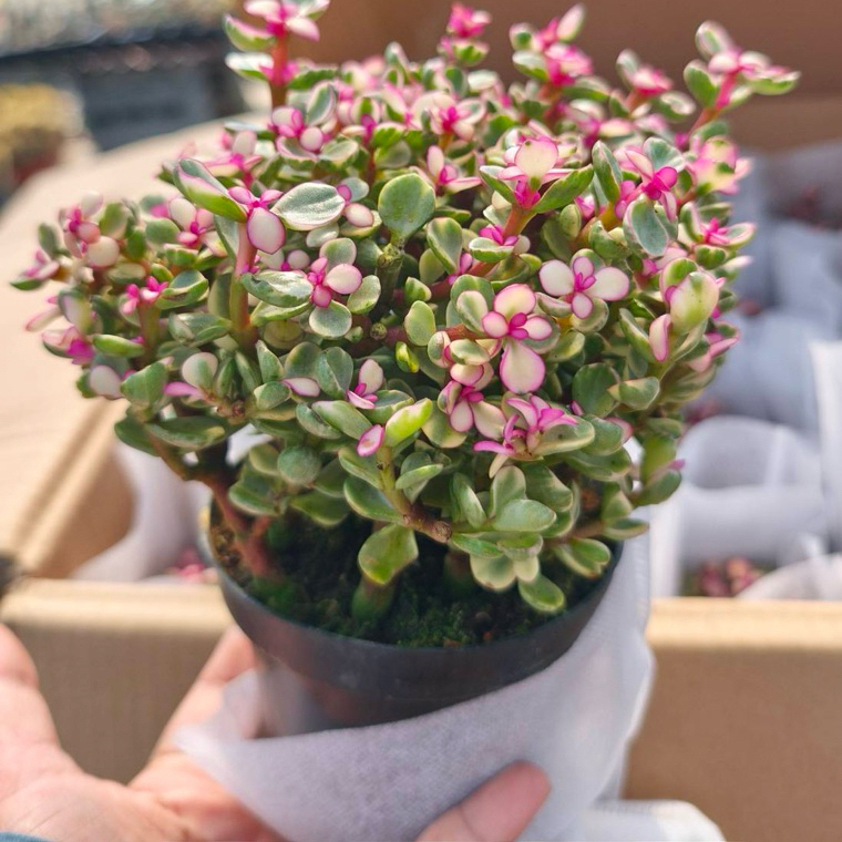 Suculentas Coral Arco-Íris  sementes Raras – 30 Unidades | Exóticas