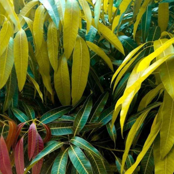 Folhas de Manga fresca colhidas na hora frescas 50/100 Unid em Oferta na Shopee