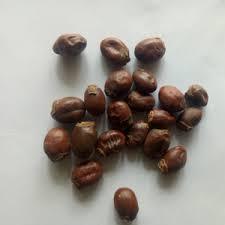 10 Sementes de Araticum do Cerrado  Marrolo Natural  pronto para Plantio