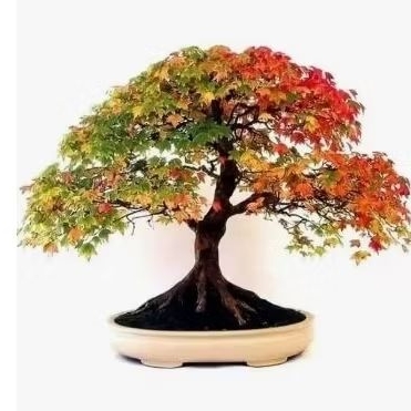 30 Pcs sementes acer canadense jardins
