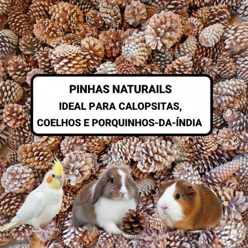 25 Pinhas Naturais com AVARIAS, recomendada para Pet, roedores ou aves envio imediato