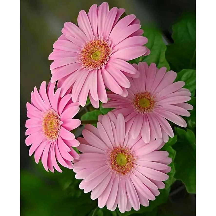 Margarida Rosa Suave – 10 Sementes para Jardins e Vasos em Oferta na Shopee