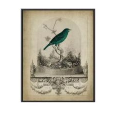 Quadros decorativos Vintage Retrô Pássaro Azul Ilustração Botânica Antiga (1 peça)