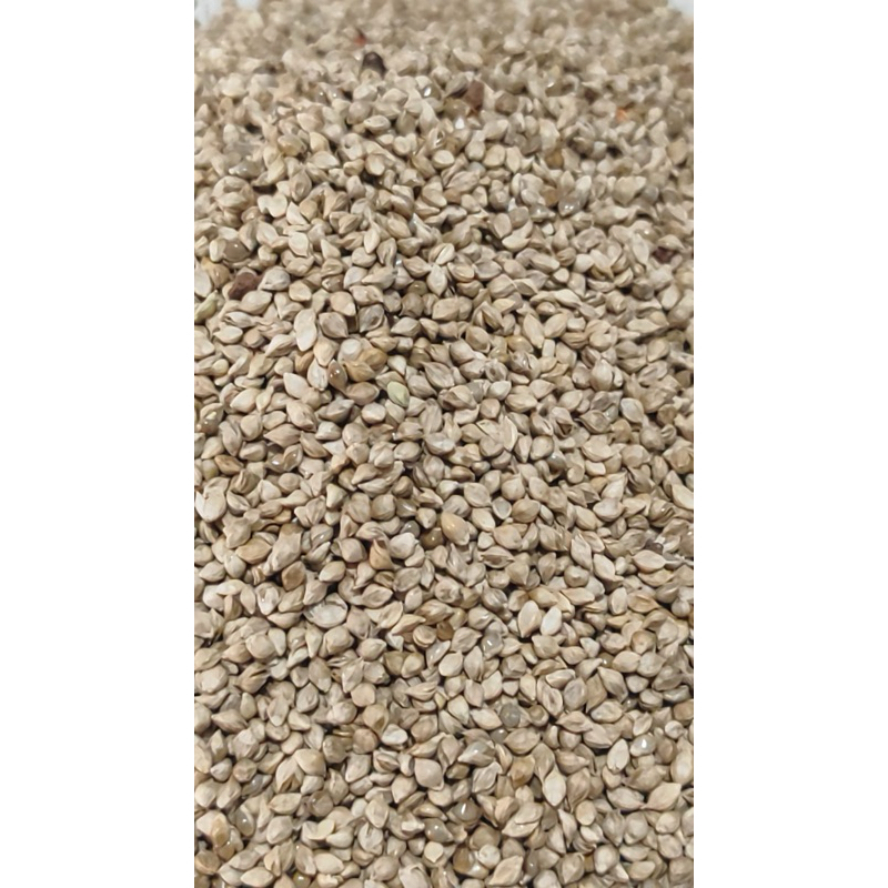 Senha Francesa para pássaros - 1k em Oferta na Shopee