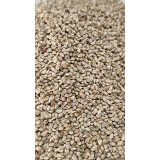 Senha Francesa para pássaros - 1k em Oferta na Shopee