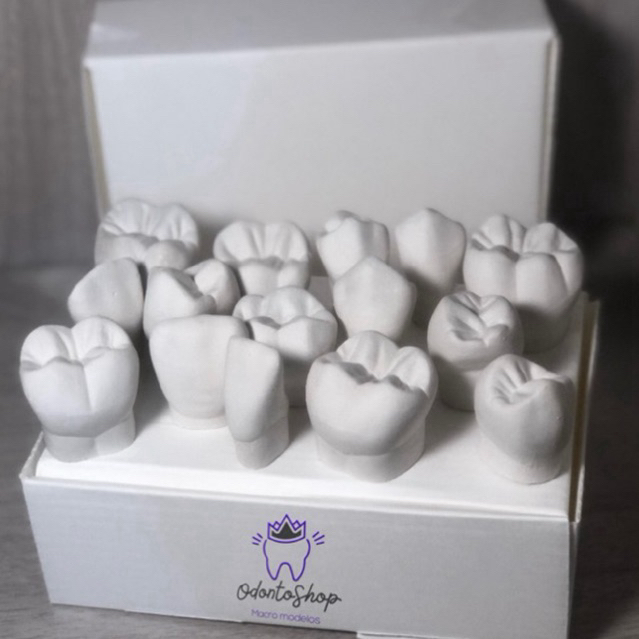 kit MACROMODELO macro modelo estudo anatomia dental odontologia