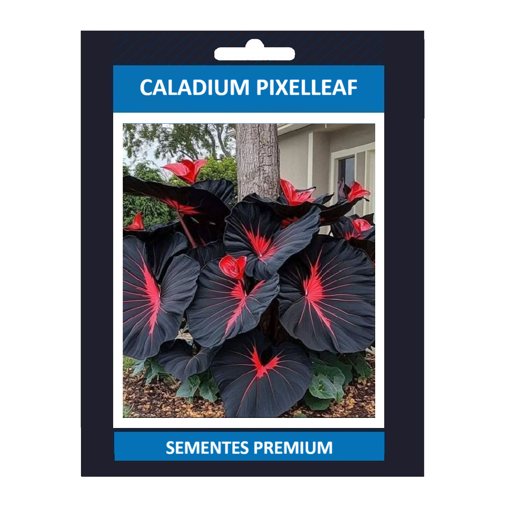 ENVIO SUPER RÁPIDO Caladium Pixelleaf 100 Sementes com manual de cultivo II l T1