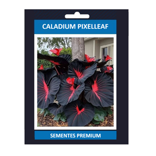 ENVIO SUPER RÁPIDO Caladium Pixelleaf 100 Sementes com manual de cultivo II l T1 em Oferta na Shopee