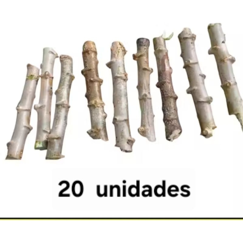 Rama de mandioca selecionadas. "branca" 20 unidades ( ramas)favor pedir no máximo 5 kit por pedido