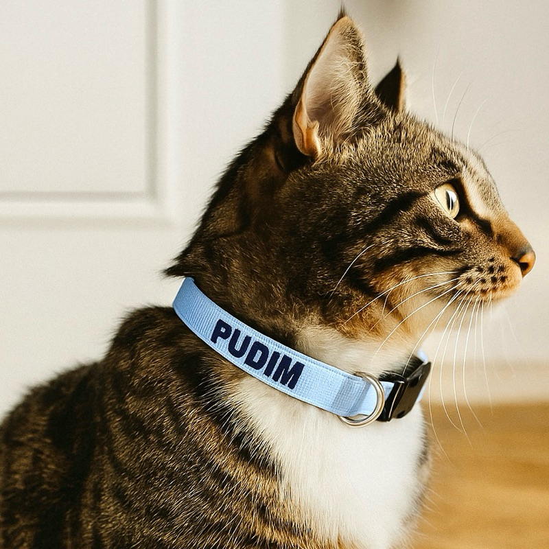 Coleira gato nome telefone- Coleira gato personalizada- Coleira gato identificação