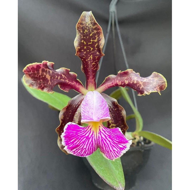 Orquídea Cattleya schilleriana tipo a florir