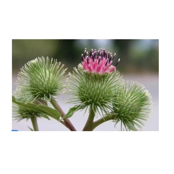 Sementes Planta Bardana Medicinal - Arcticum Lappa