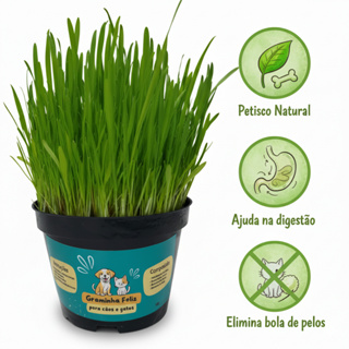 Capim para Gatos e Cães Graminha  - Petisco Elimina Bolas de Pelos e Ajuda na digestão em Oferta na Shopee